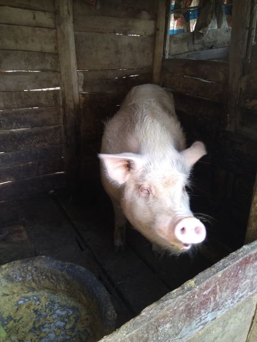 美子在农场养猪场当种猪
